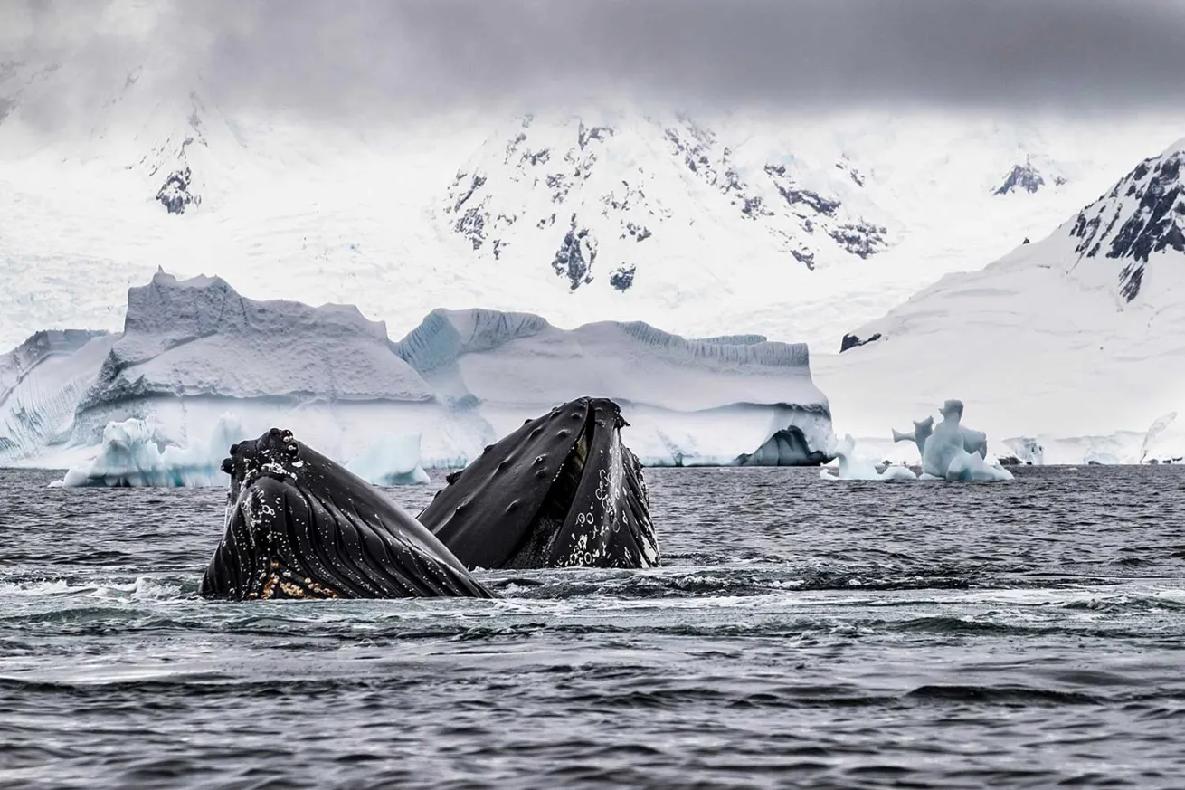 Southern Ocean, Antarctic Peninsula