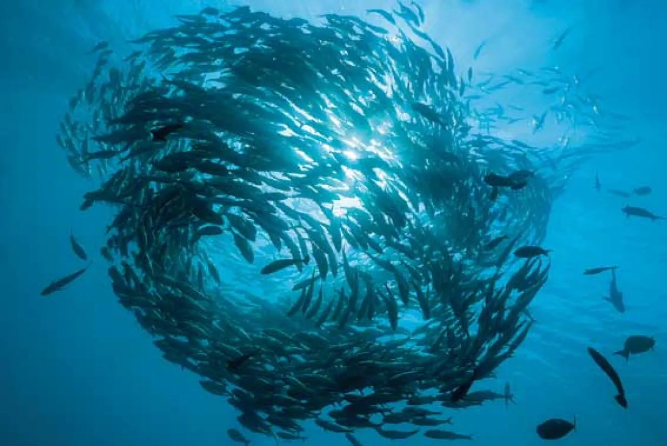 scuba diving Bali