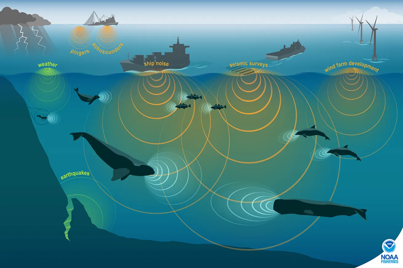 Marine animals live in a noisy habitat with combined noises from humans, nature, and other species. A conceptual illustration of human, marine animal and environmental sources of sound and approximately proportional sound waves