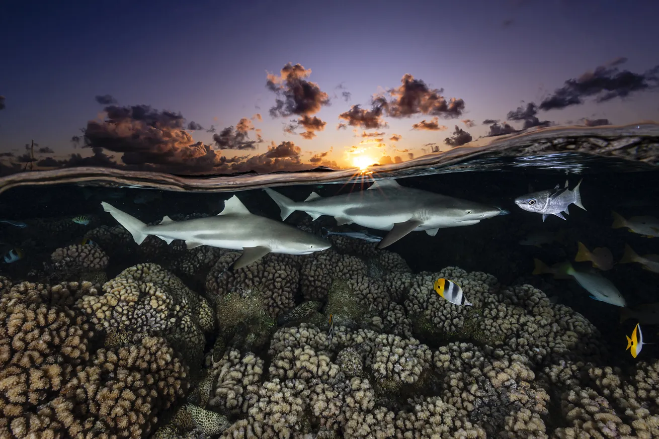 Blacktip reef sharks prowl the reef in Fakarava.