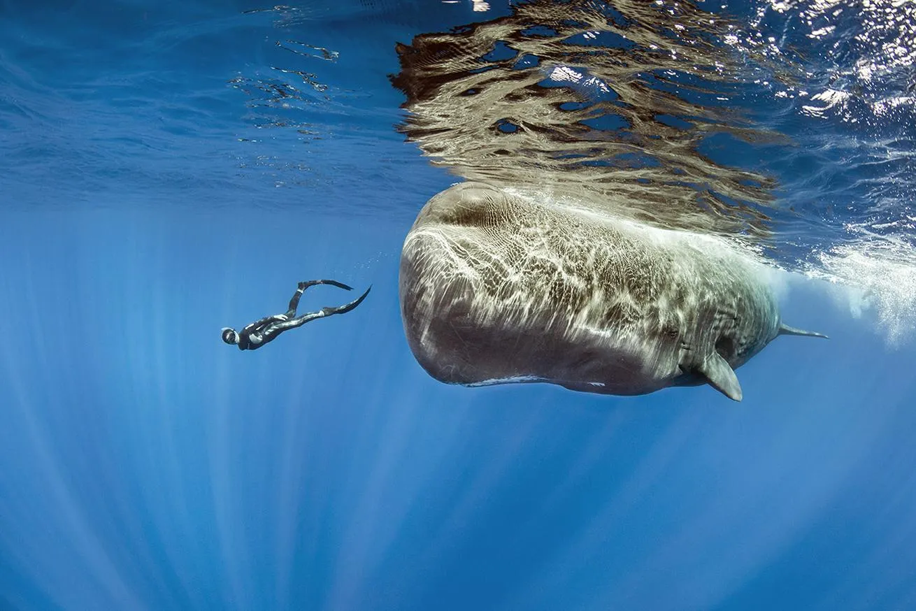 A freediver swims with a female sperm whale (Physeter macrocephalus) in Dominica.