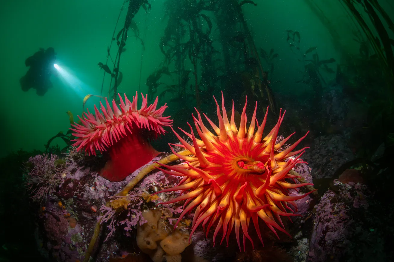 A diver’s torch illuminates two white-spotted rose anemones clinging to the rocky reef.
