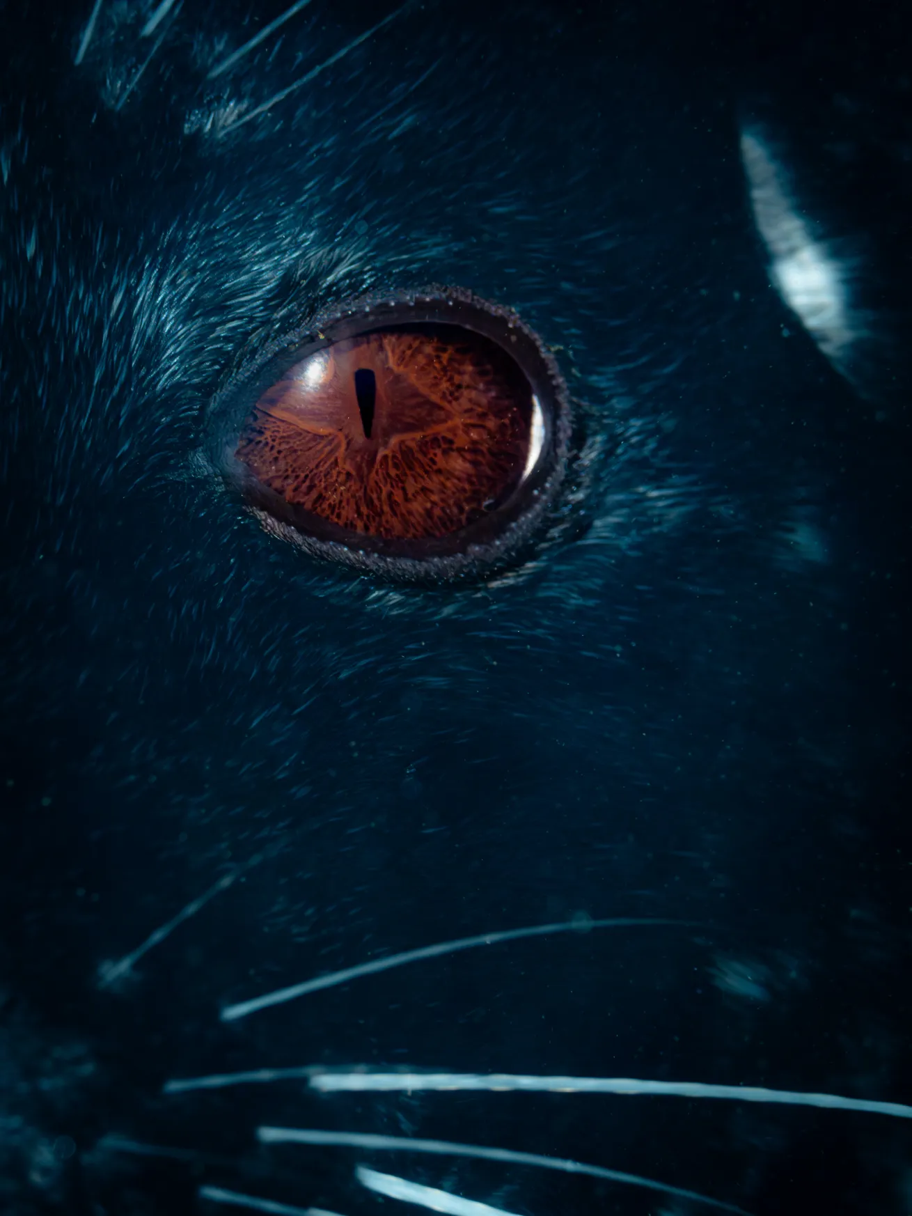 There’s no other feeling like staring into the celestial eye of a harbor seal.
