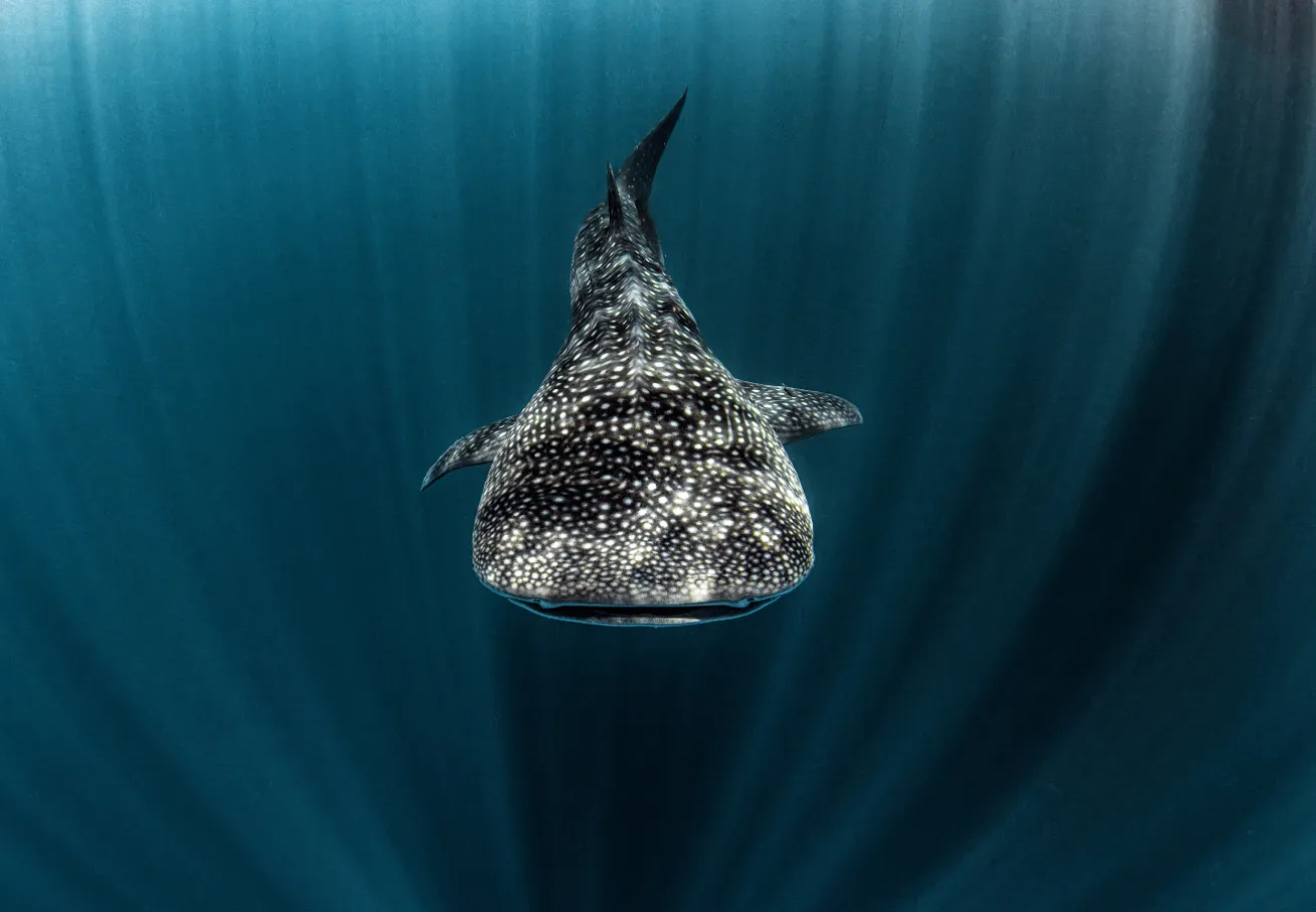 Whale shark
