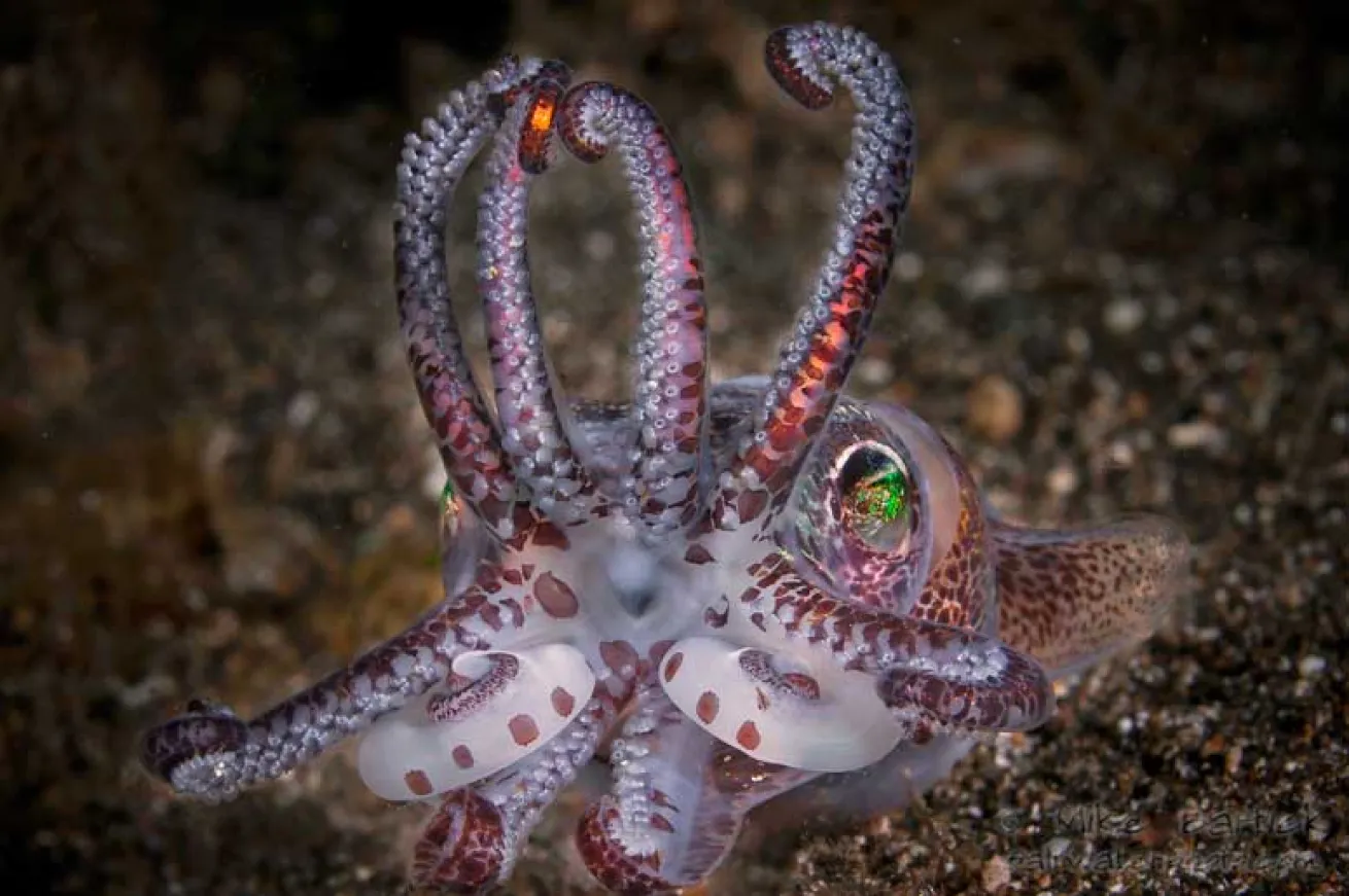 underwater photography tips