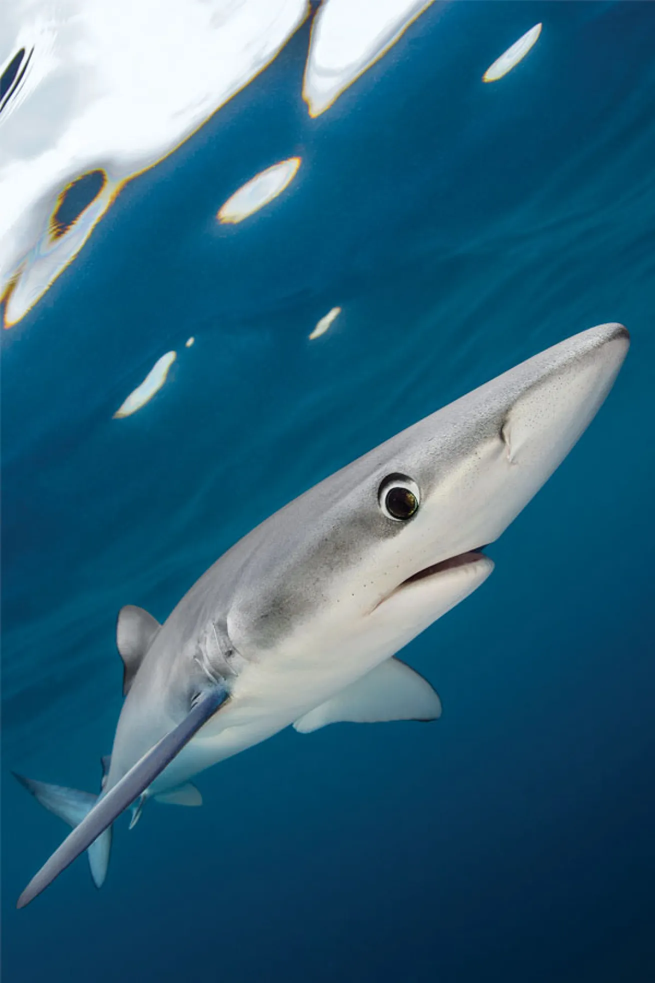 Blue Shark