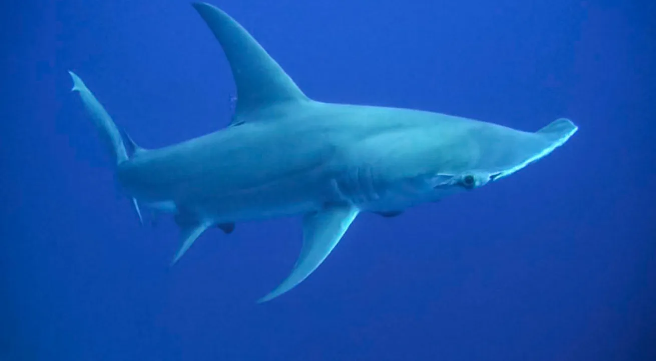 hammerhead sharks bahamas