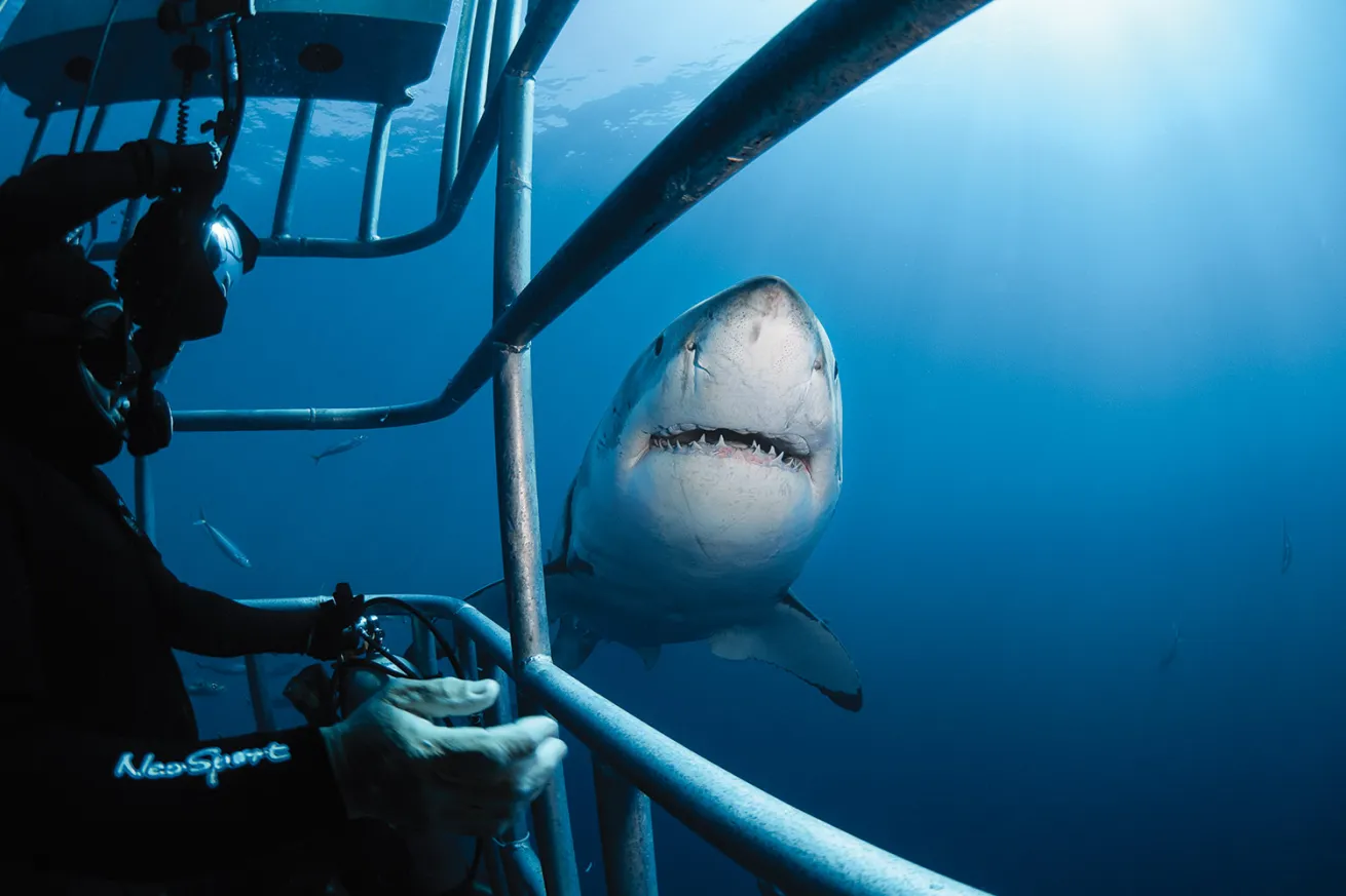 Isla Guadalupe 