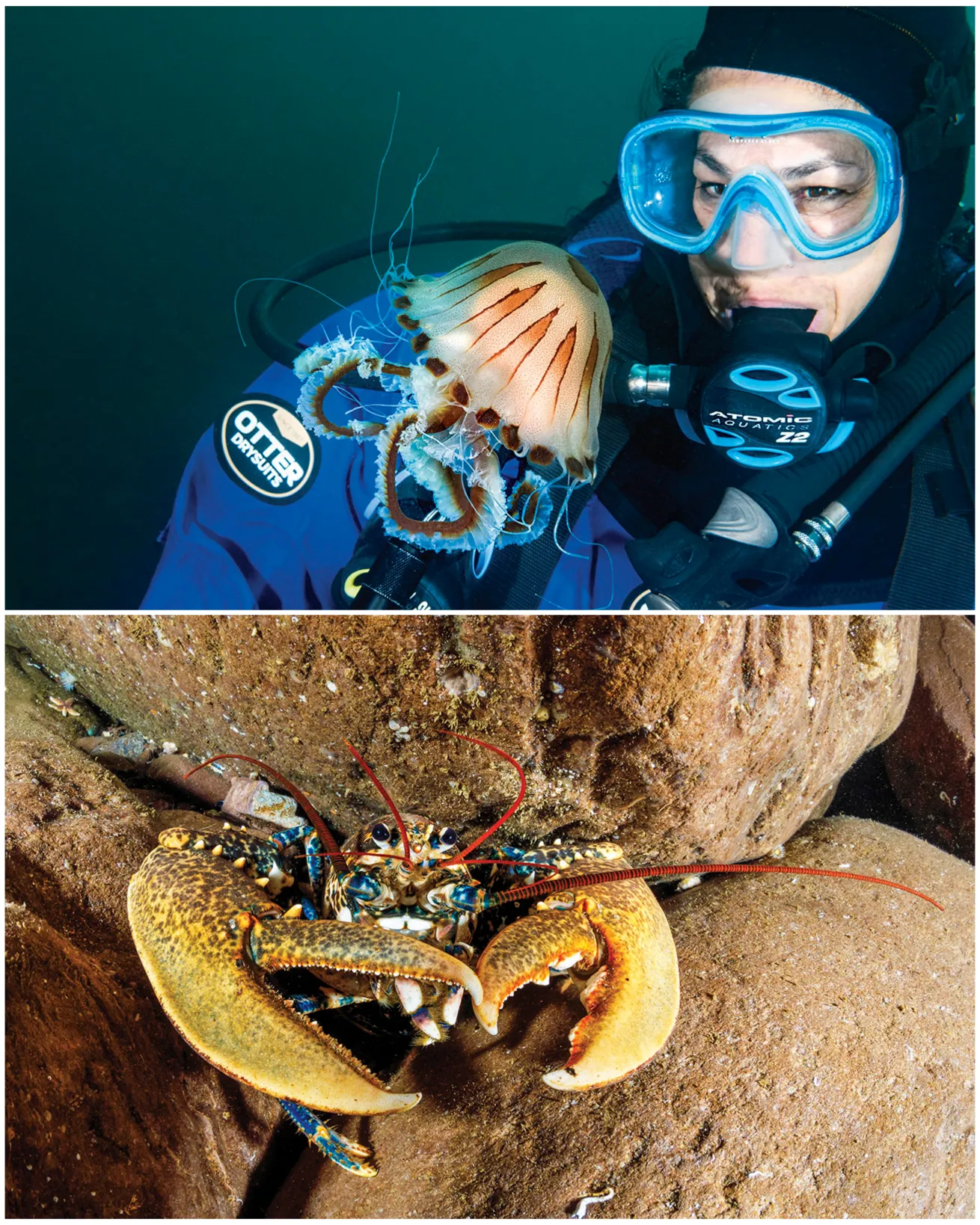 From top: The author’s wife, Melissa, admires a compass jellyfish drifting by in the water column; a European lobster, its two huge claws on full display.
