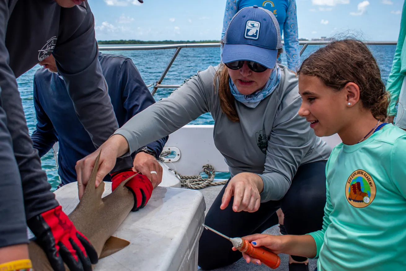 a shark researcher shows a studnet how to tag a shark that i son a boat deck 