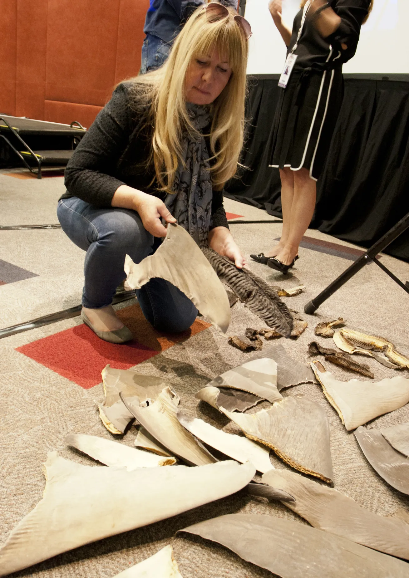 Bradley examines shark fins.
