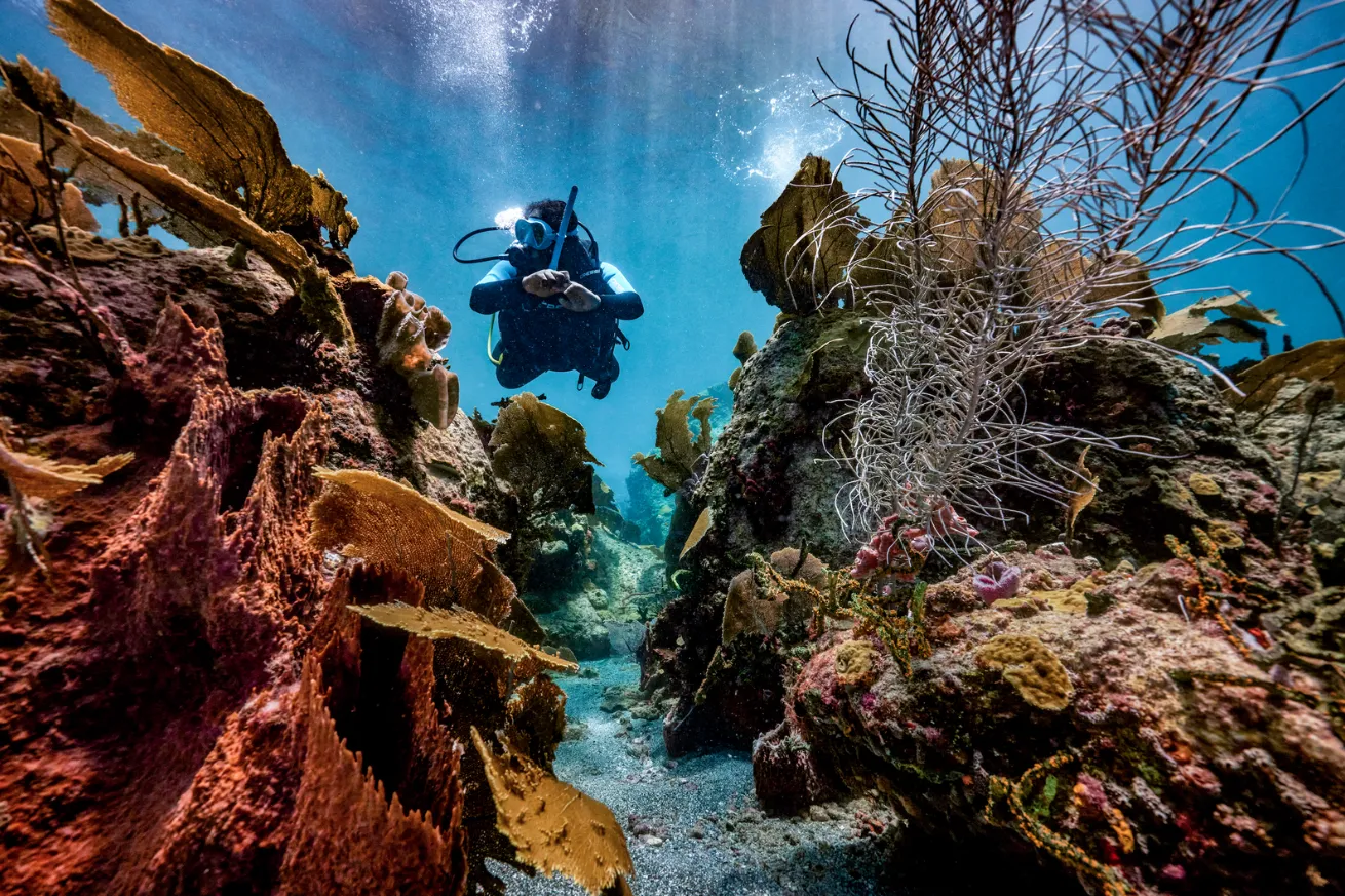Scuba diver swimming over coral at a Sandals resort. 