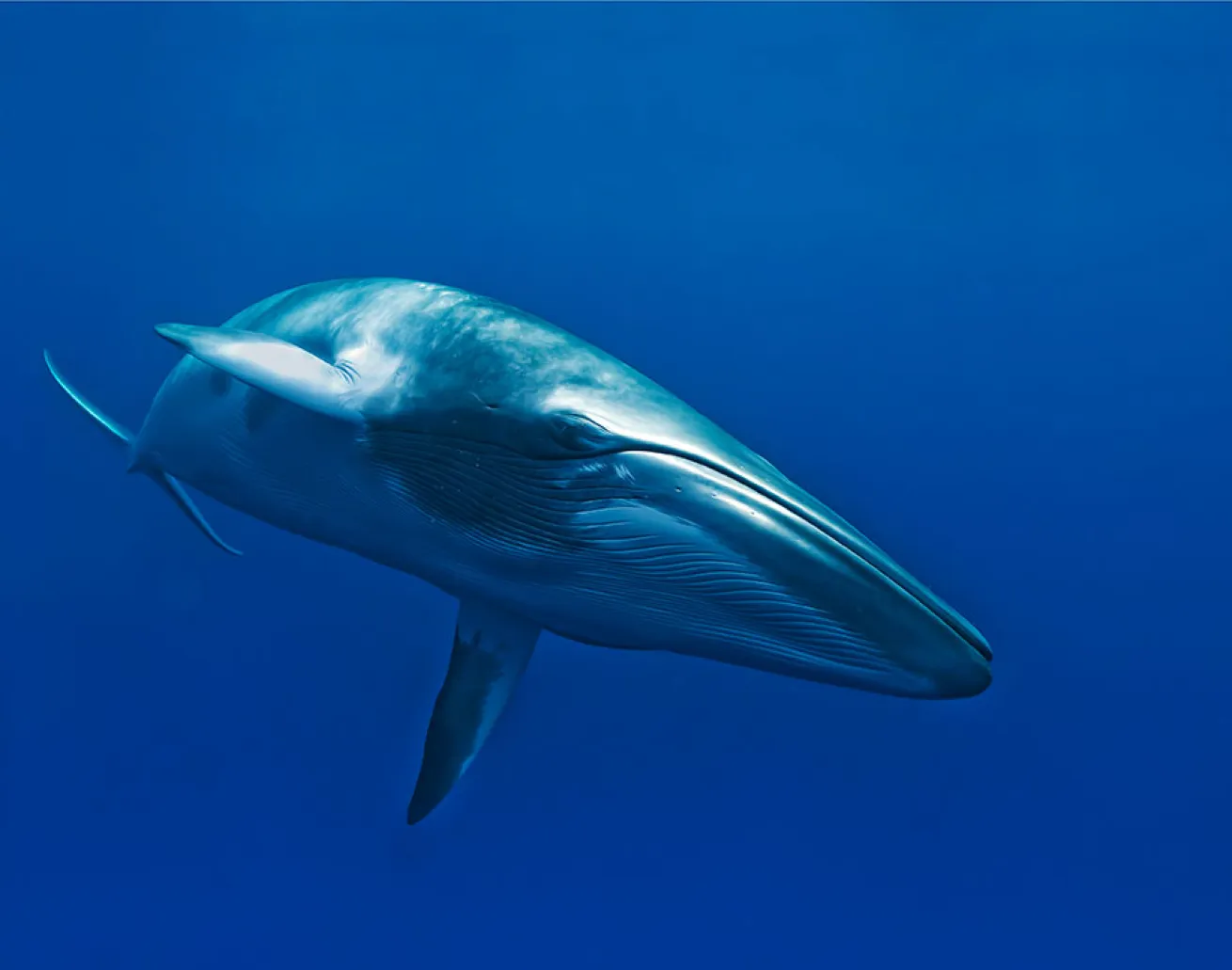 best scuba diving australia