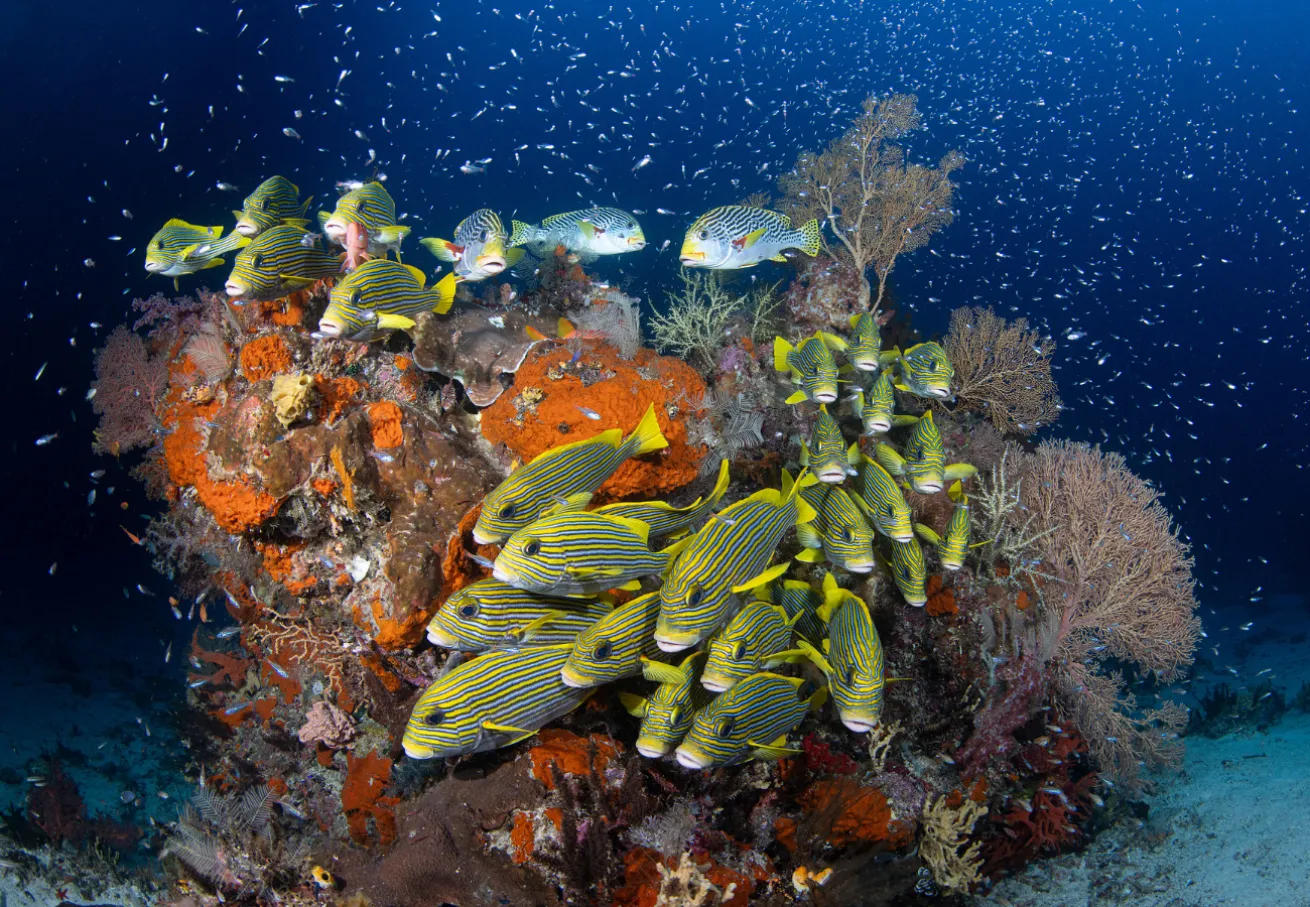 Raja Ampat bursts with marine life. 