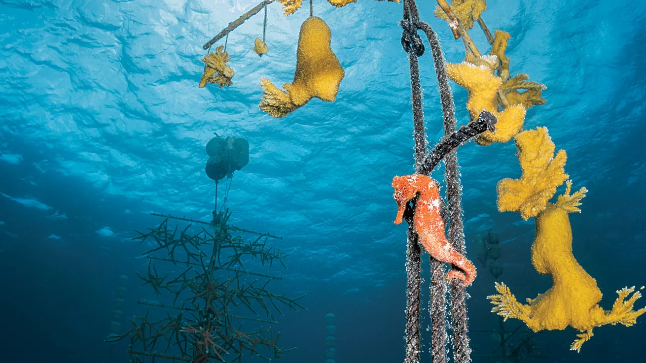 seahorses bonaire