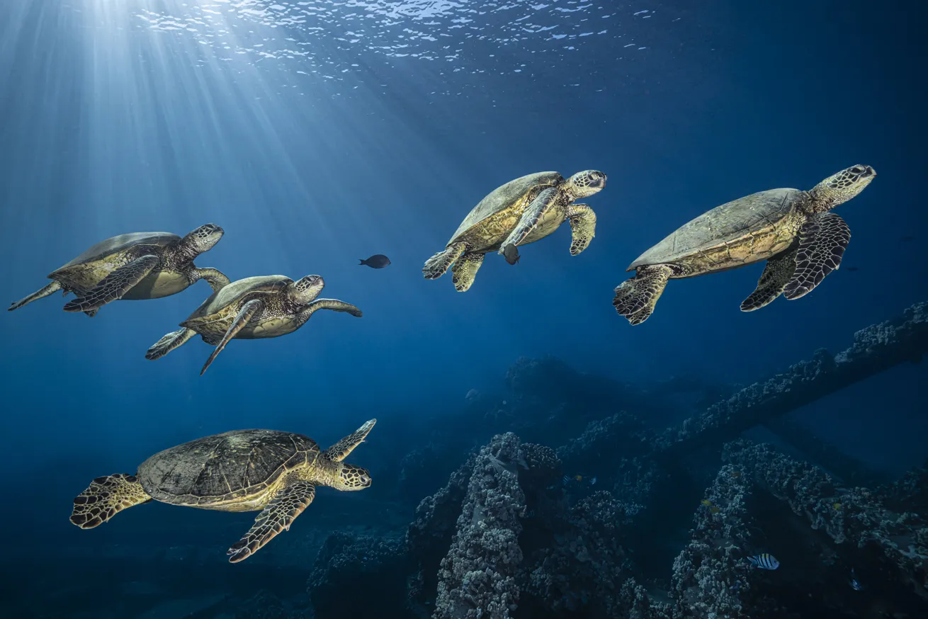 Here you can float among the turtles, gape at curious eels and admire the colors of the reef.
