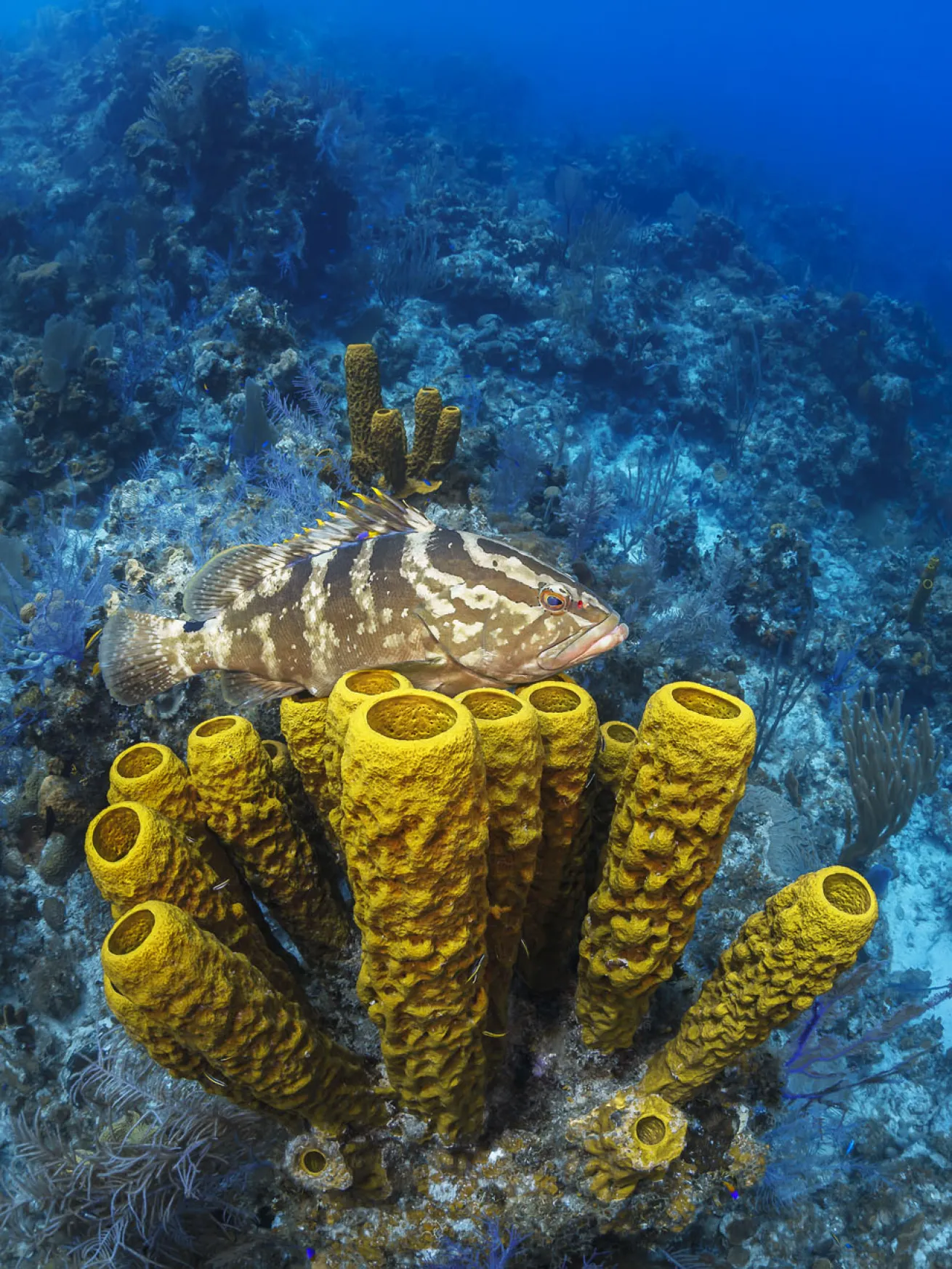 Nassau grouper spawn a few days after the first full moon following the winter solstice.