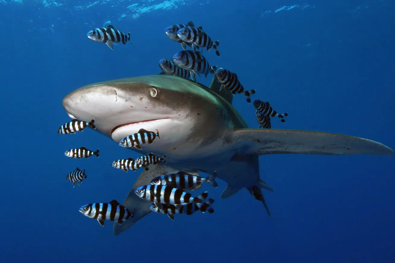 Oceanic Whitetip