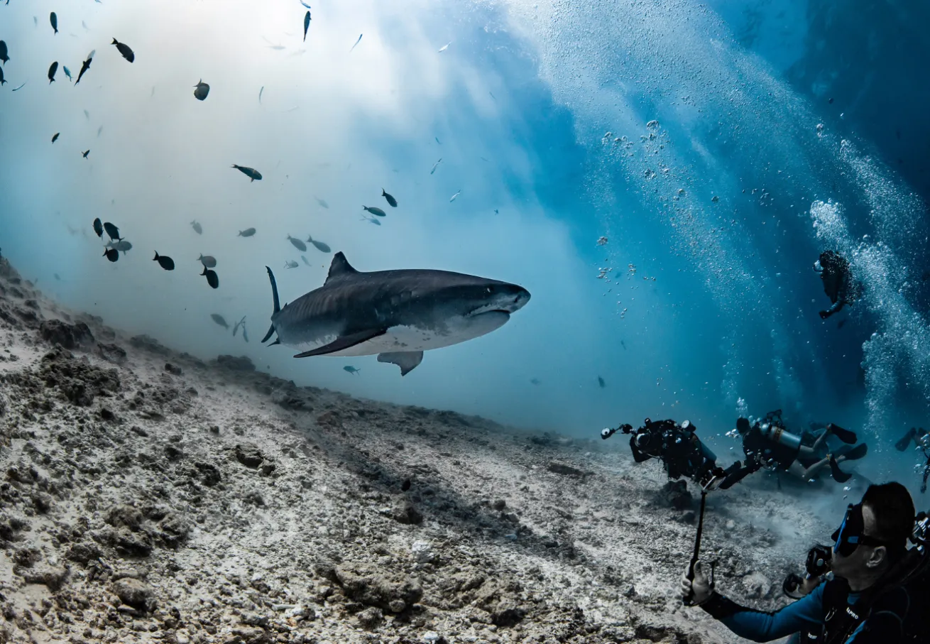 Tiger shark swimming towards a group of divers in Fuvamullah, Maldives