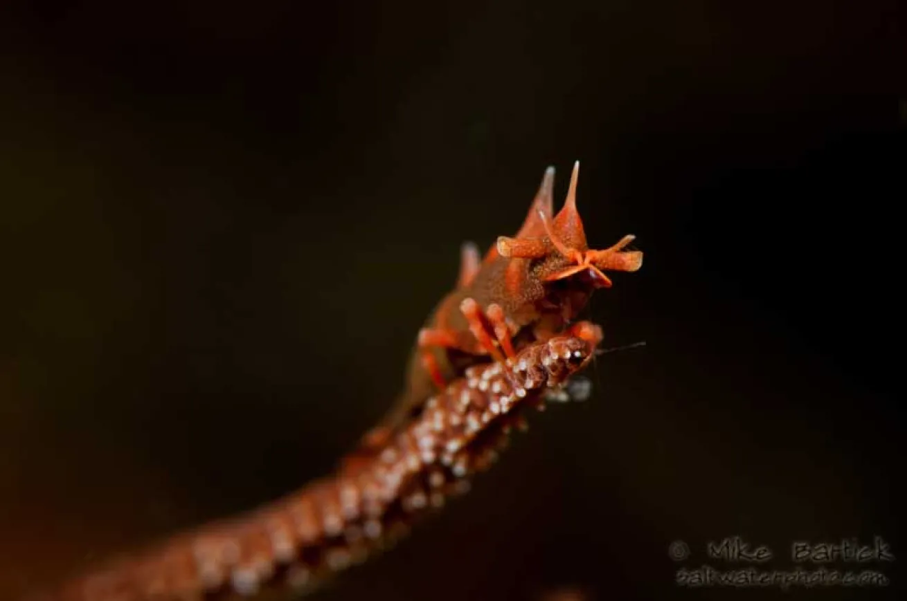 underwater photography tips