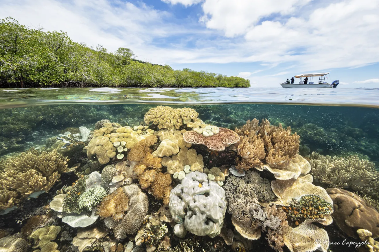 The thriving coral scene found in Raja Ampat is just part of the reason divers return to Indonesia time and again.