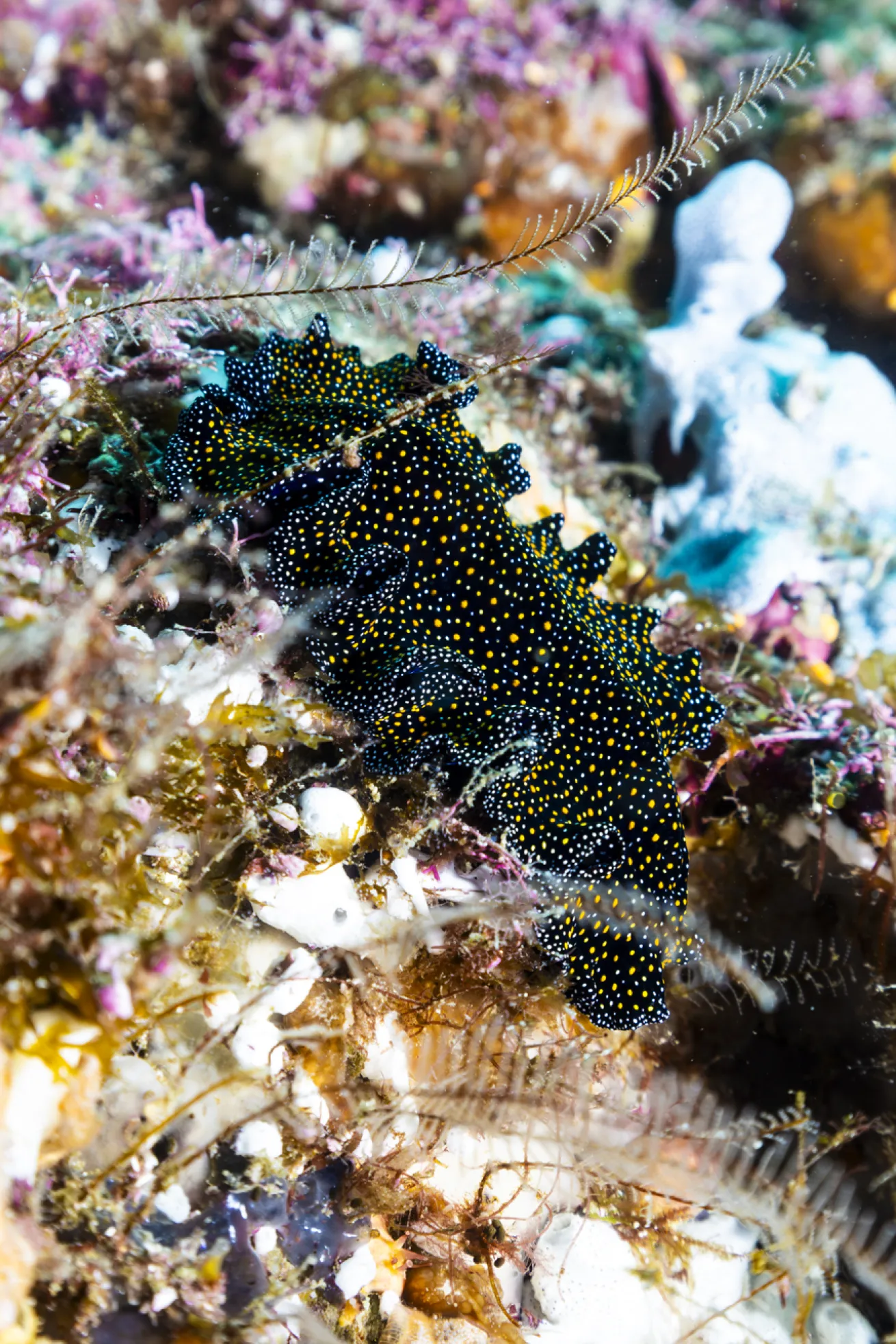 A brightly colored nudibranch is easy to spot and photograph on a rocky wall.