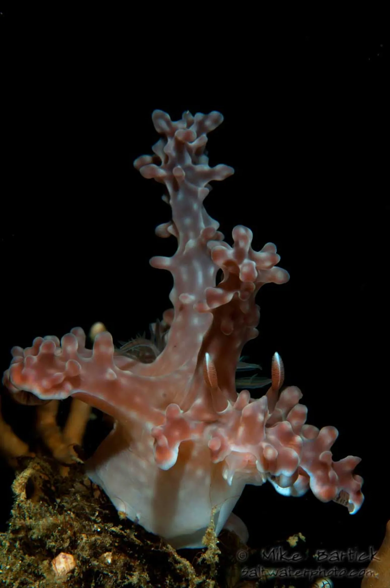 underwater photography tips