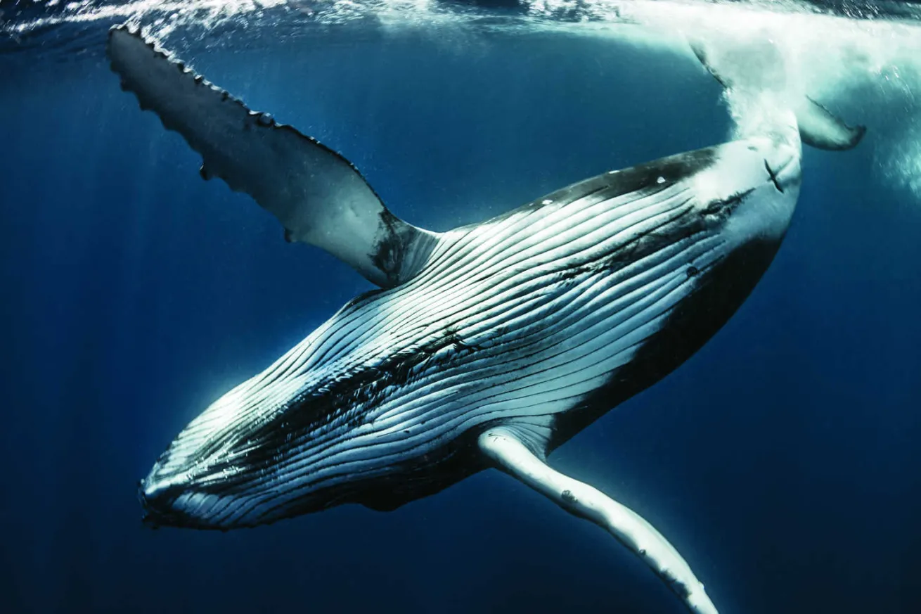 Humpback Whales 