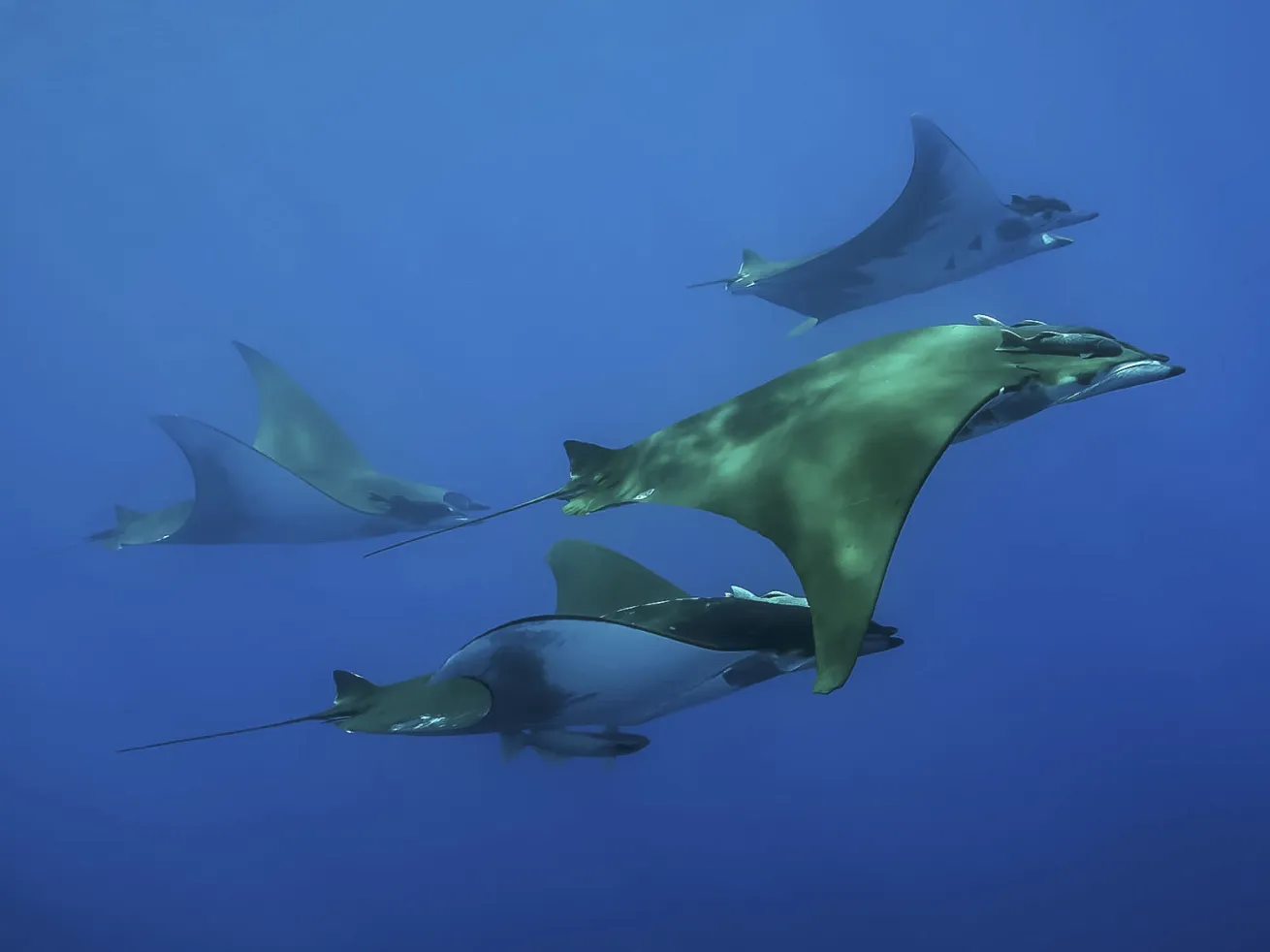 The experts at Quest Dive Adventures have the experience, knowledge, and connections to build the dive vacation of your dreams.