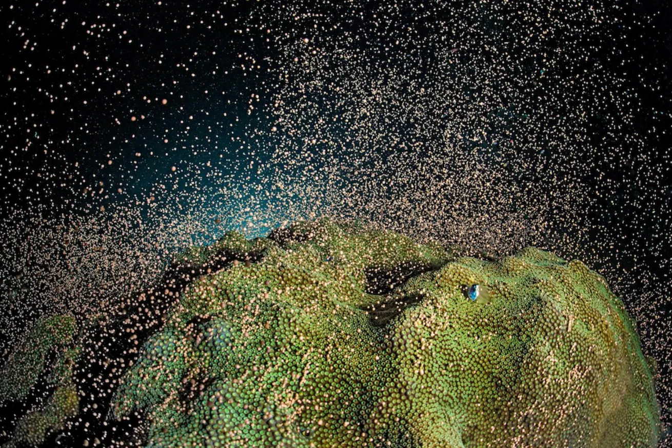 Coral spawning