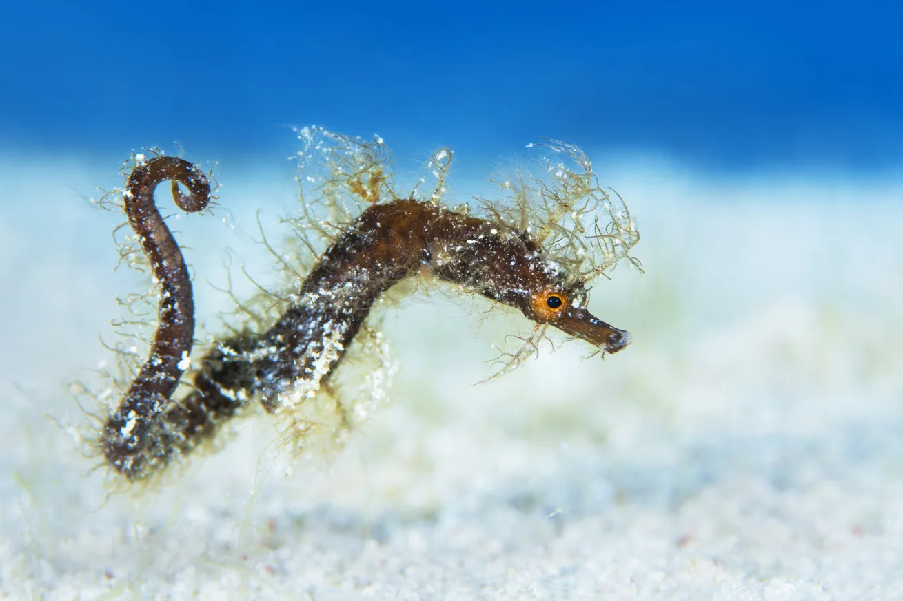A hairy pipe-horse swims over the seabed