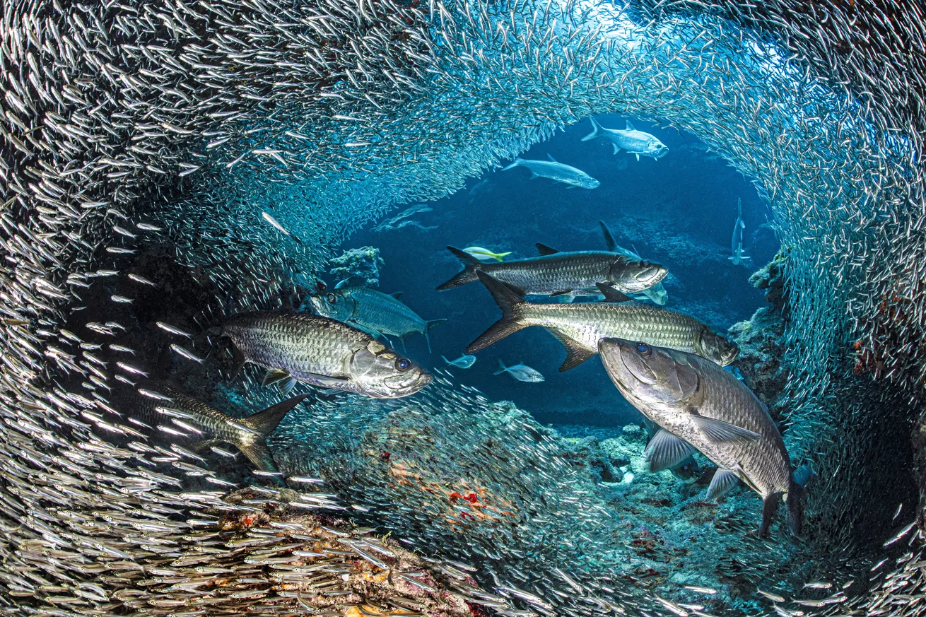 A group of tarpon hunts a swirling school of silversides off the western side of Grand Cayman.