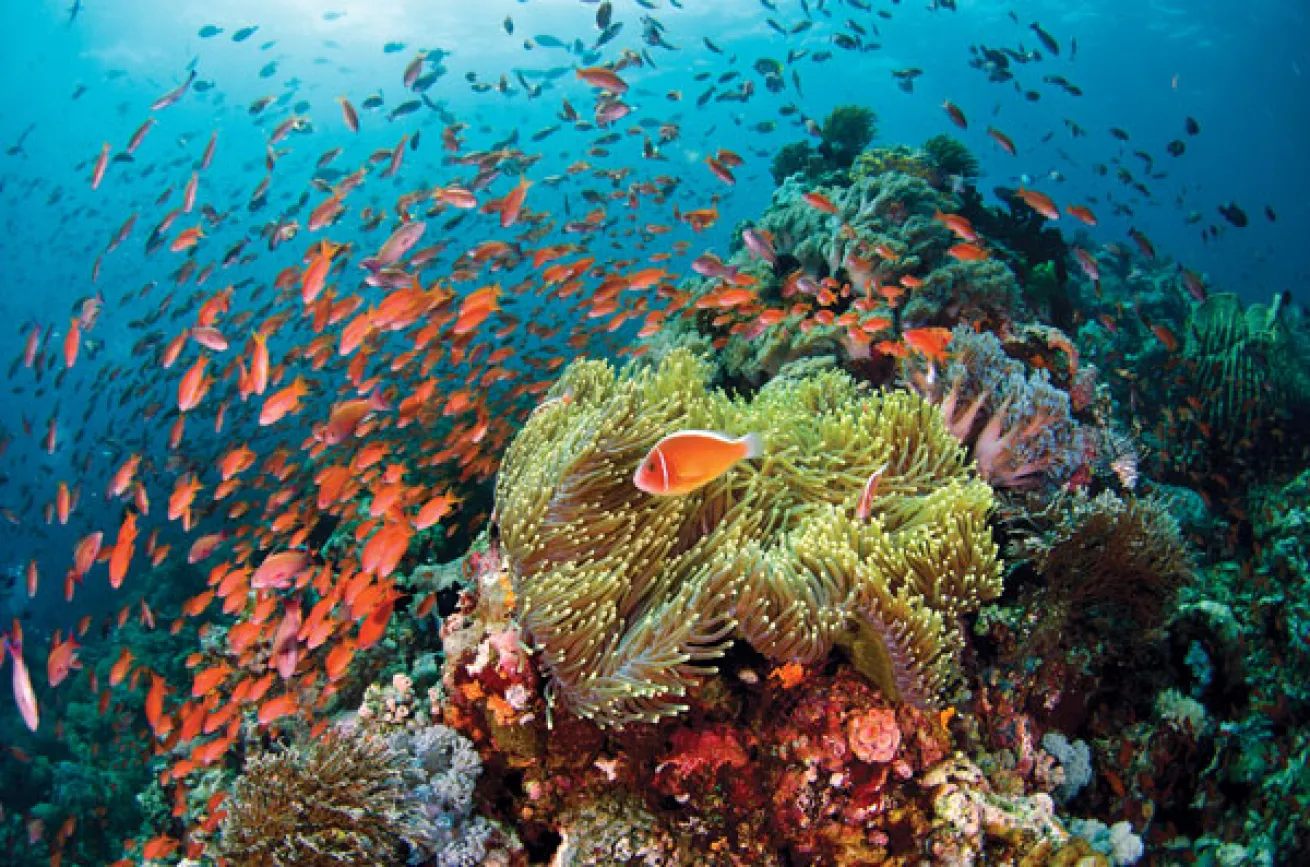 philippines reef 