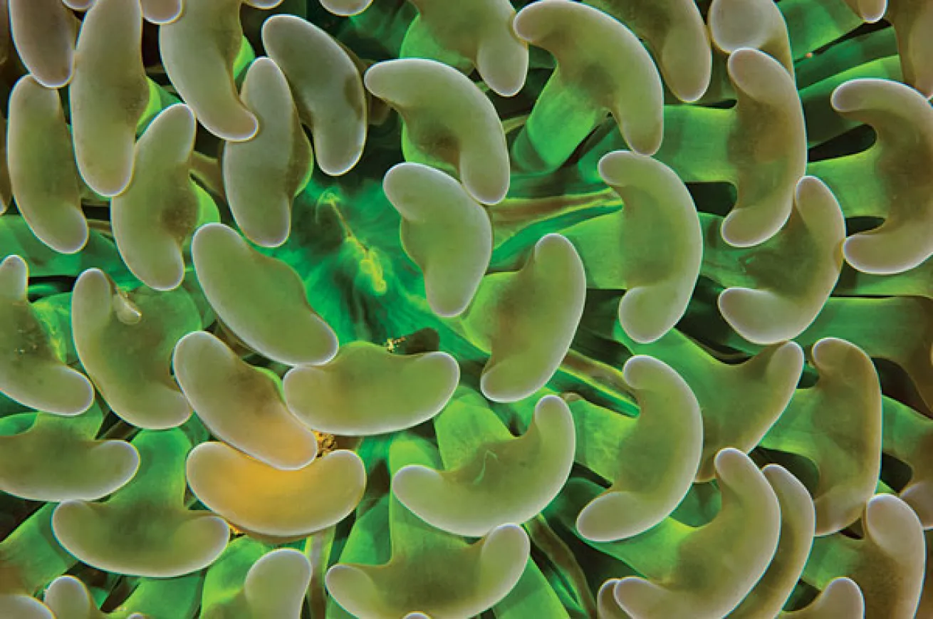 hammer coral philippines 