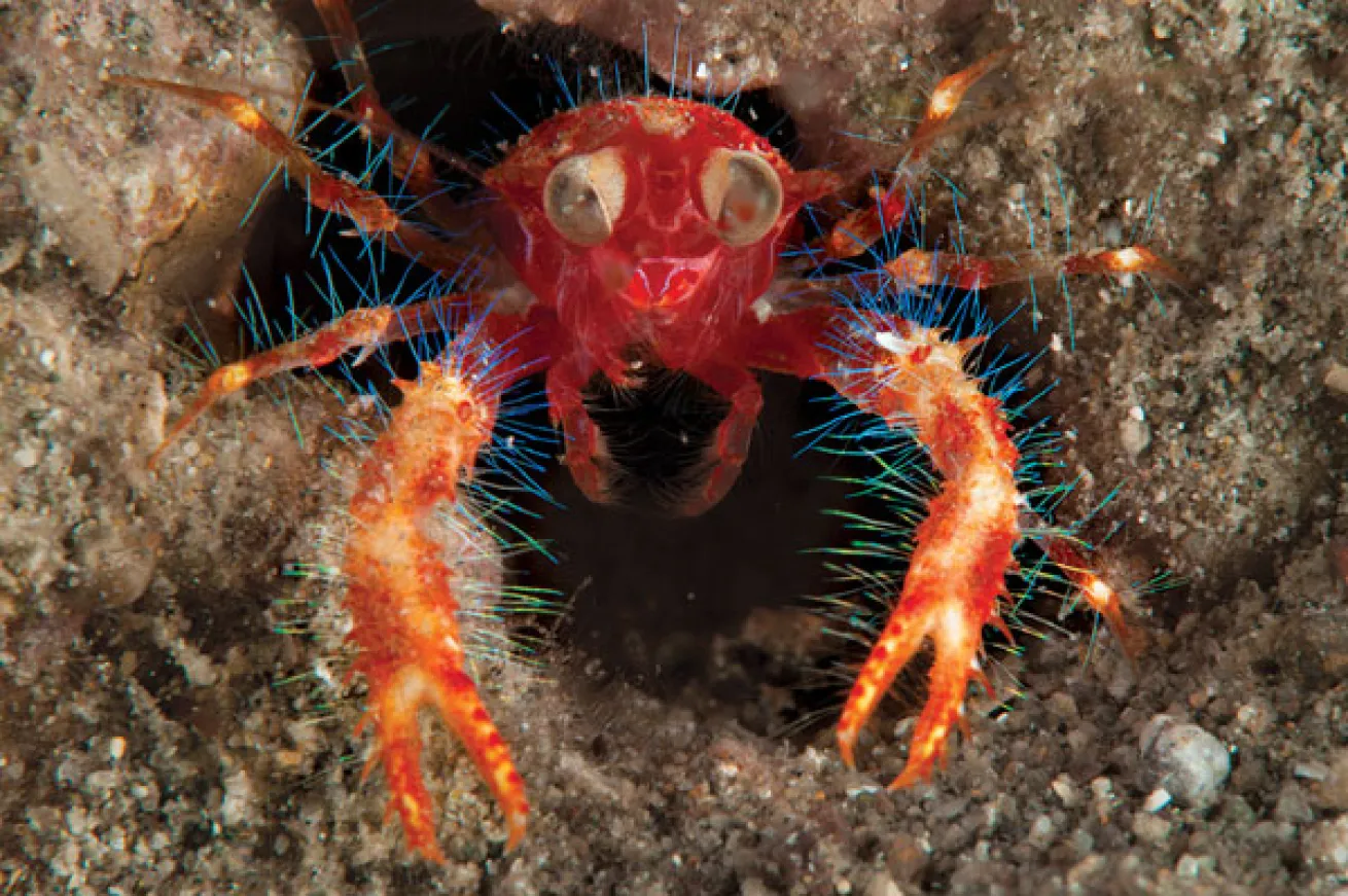 squat lobster philippines 