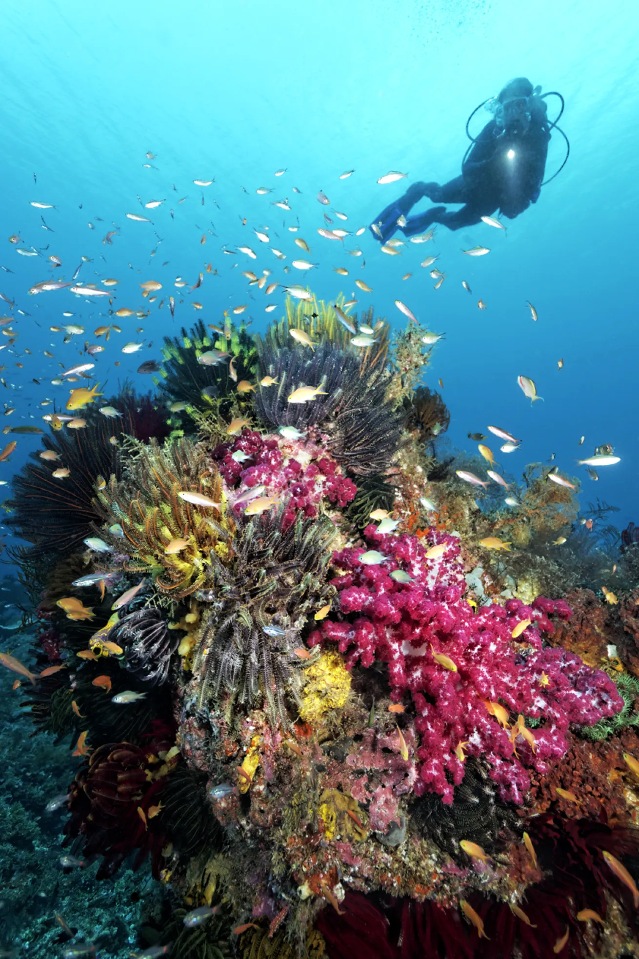 A vibrant reef typical of Raja Ampat
