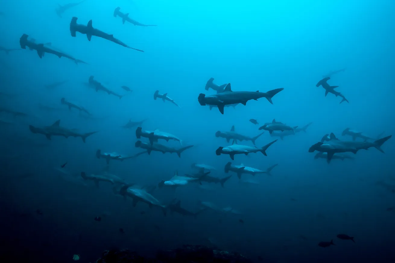 A school of scalloped hammerhead sharks swims through the blue water of Cocos Island.
