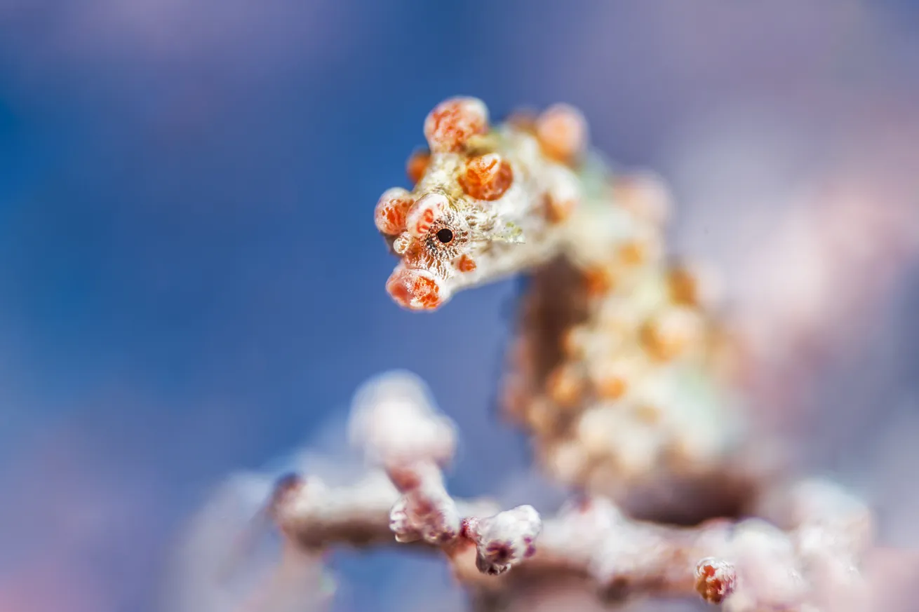 A pygmy seahorse.

