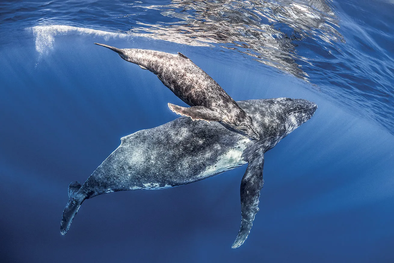 A humpback mother and its calf come up to the surface for air in the deep blue waters of Tahiti.
