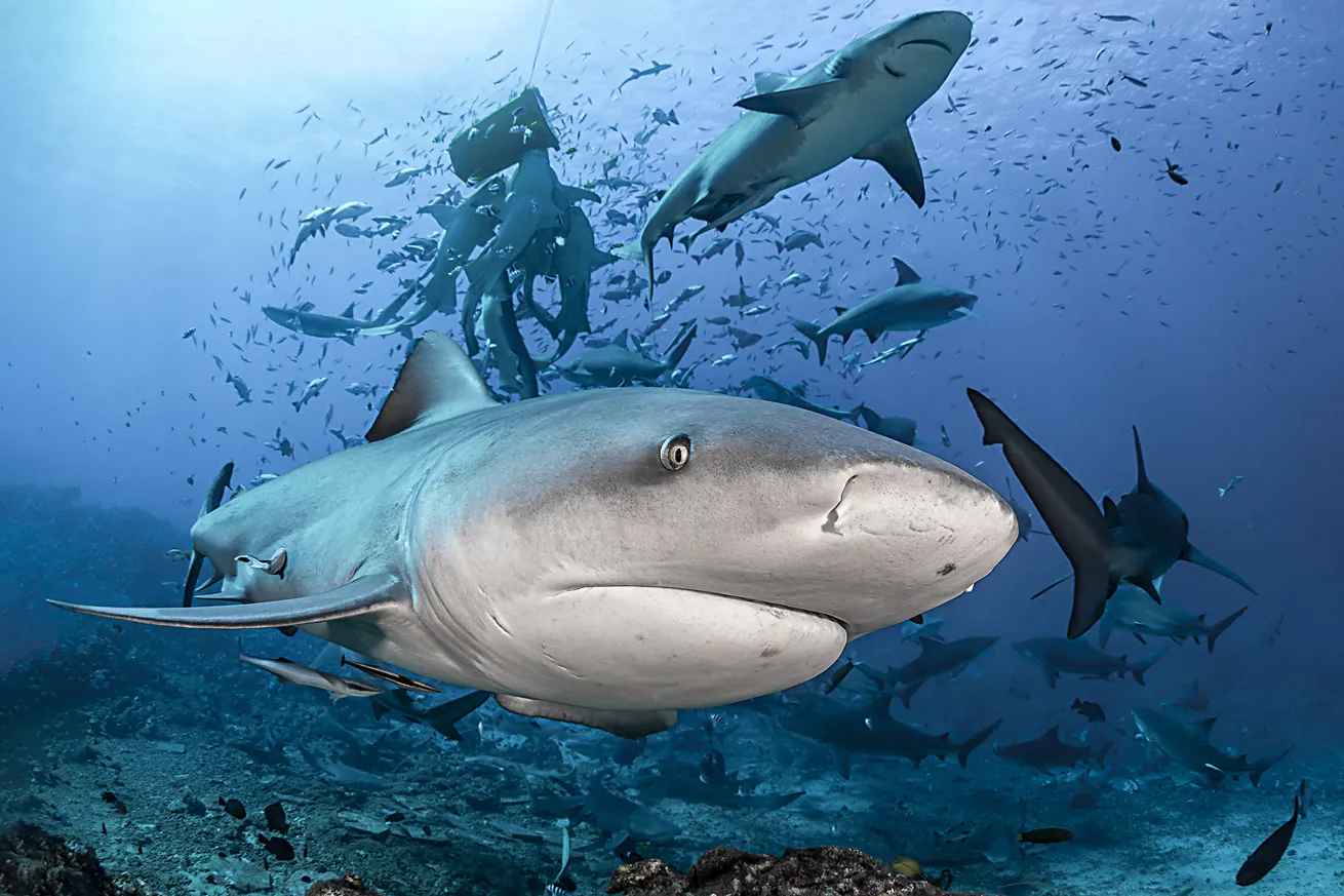 Bull sharks and tiger sharks swirl in Beqa.
