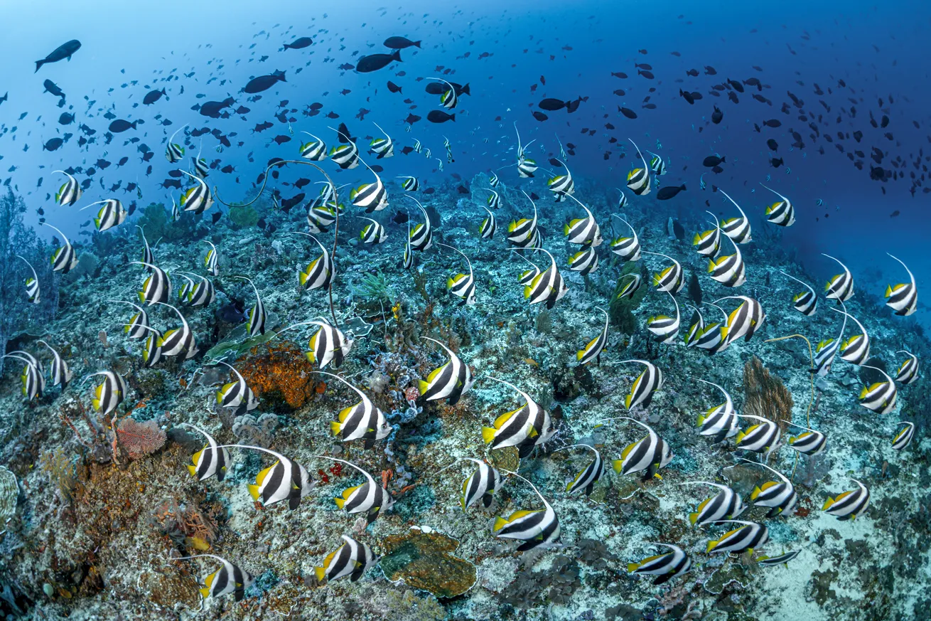 A school of reef bannerfish swarms a reef at a dive site in Raja Ampat, Indonesia.