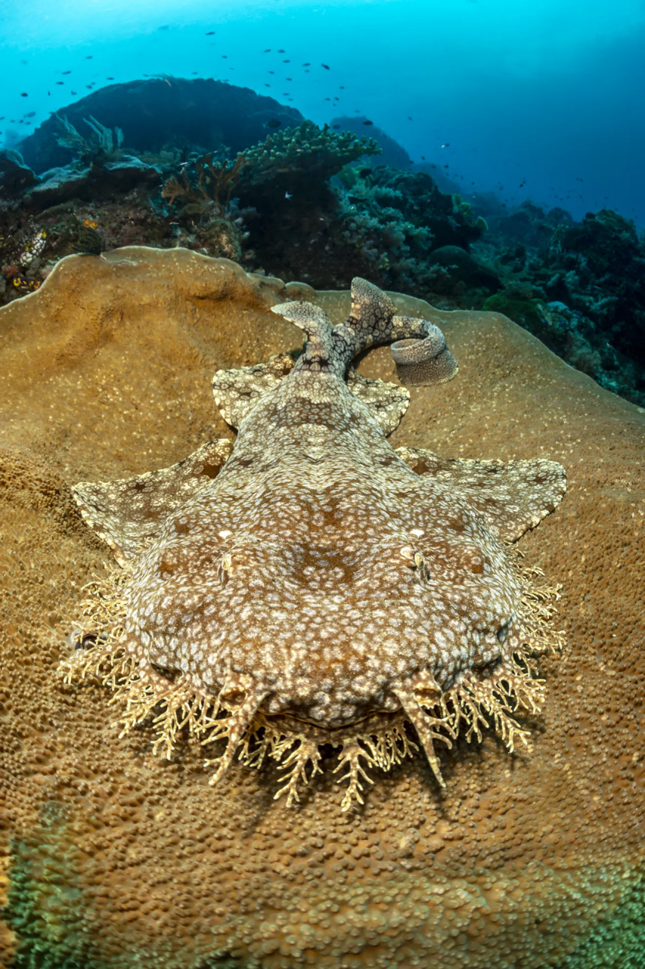 A wobbegong shark lies on the coral.