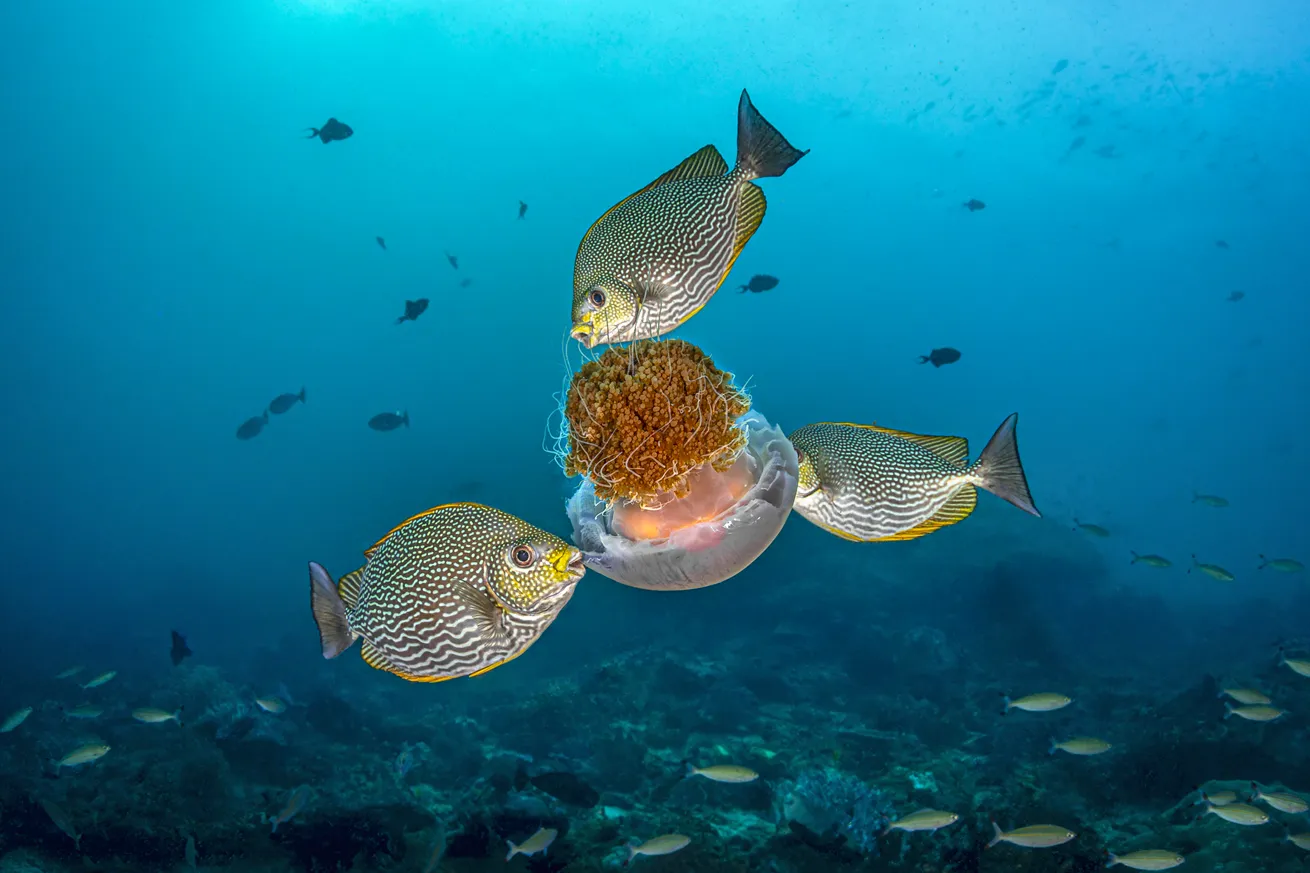 A trio of streaked spinefoot feeds on a jellyfish raja ampat indonesia