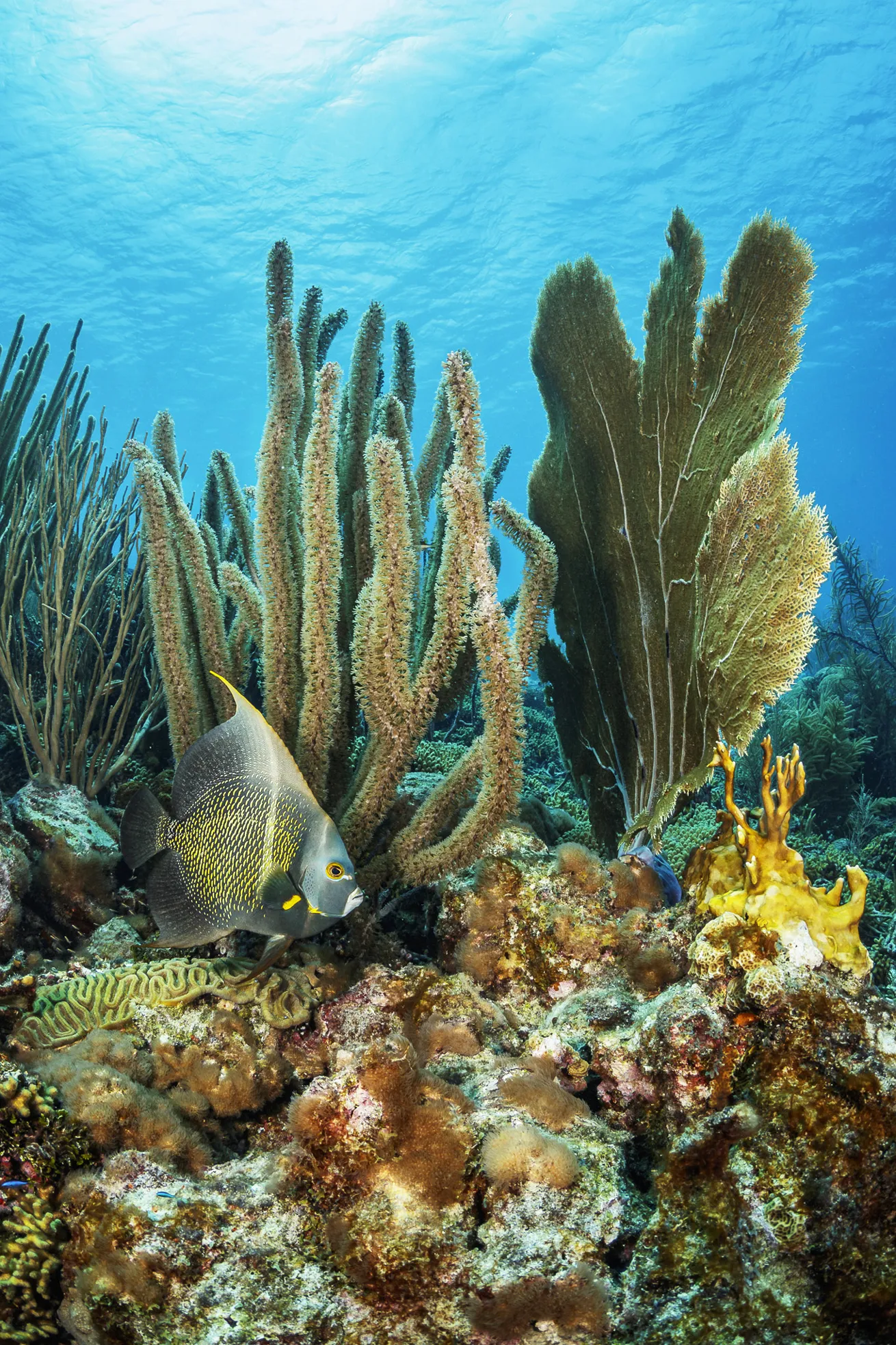 A French angelfish swims in front of corals and a sea fan in Curaçao.