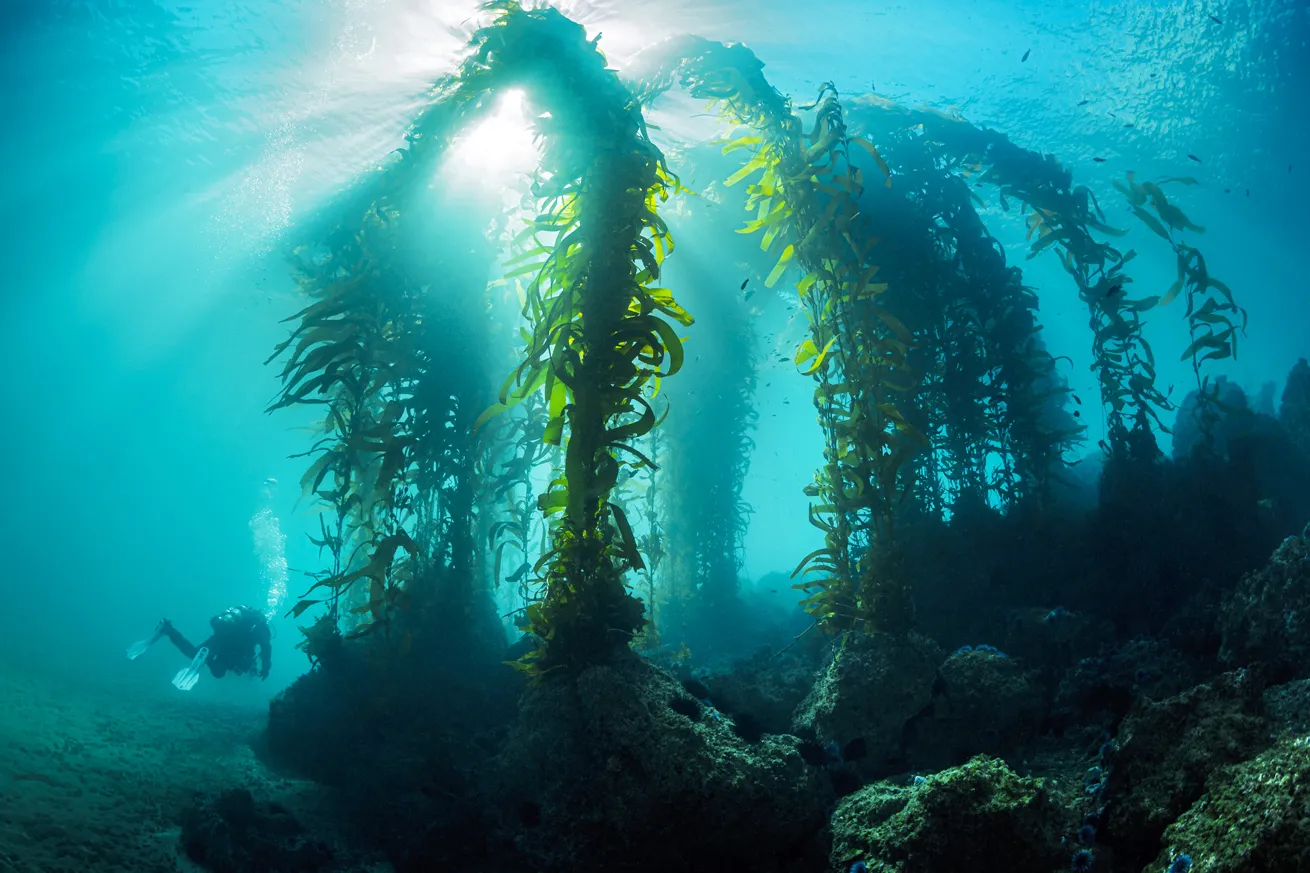 September is an ideal time to visit the giant kelp forests of the Channel Islands.