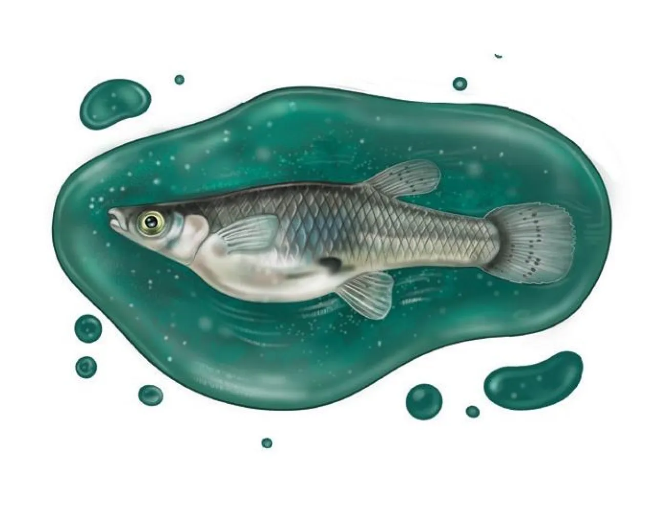 illustration of western mosquitofish