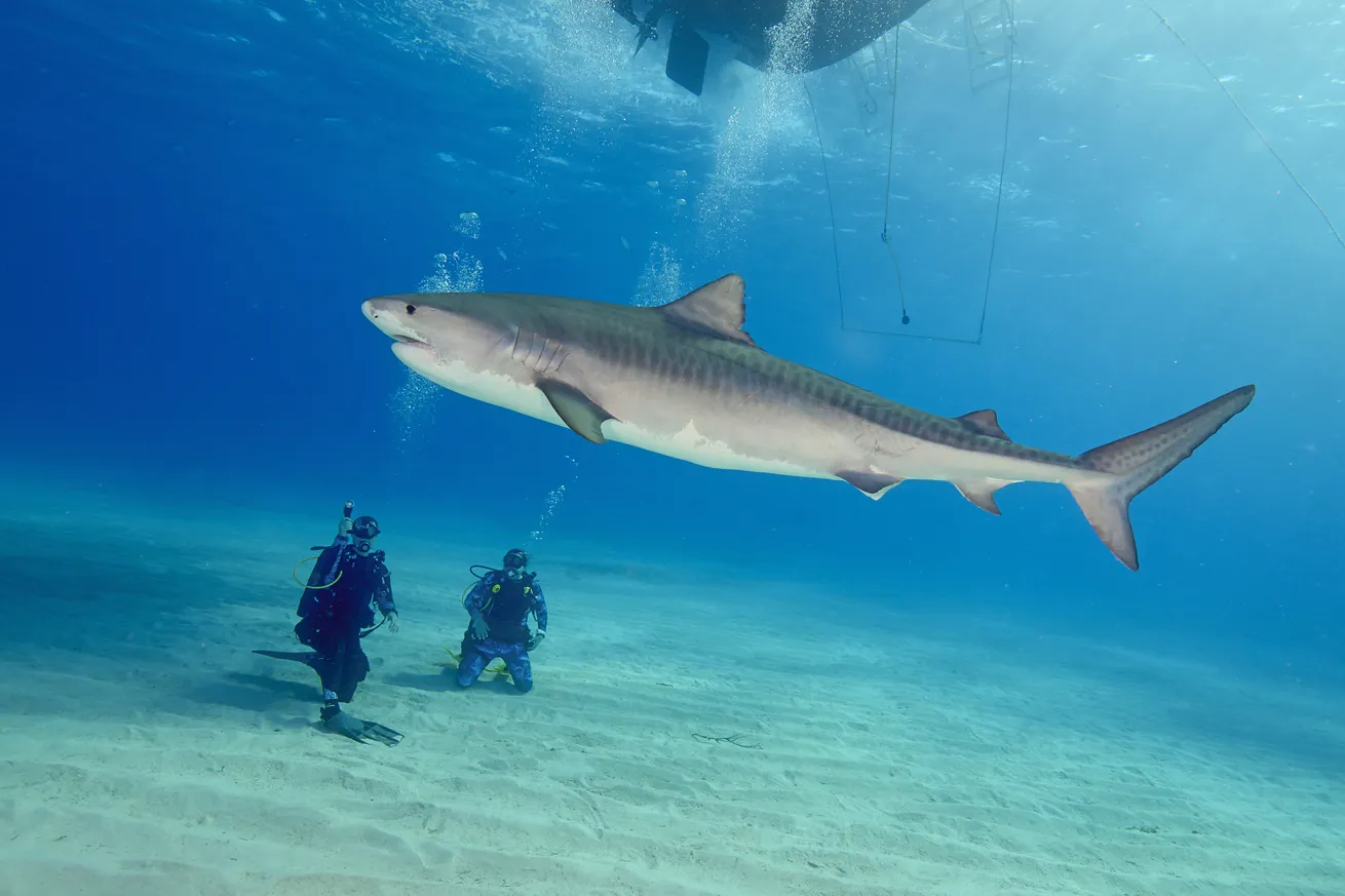 Both *Bahamas Aggressor II* itineraries offer chances for encounters with tiger sharks.