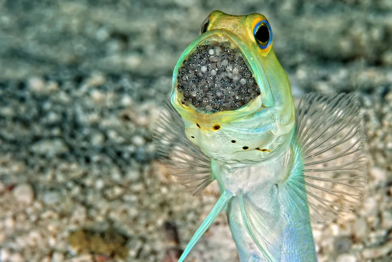 Marine life in Belize