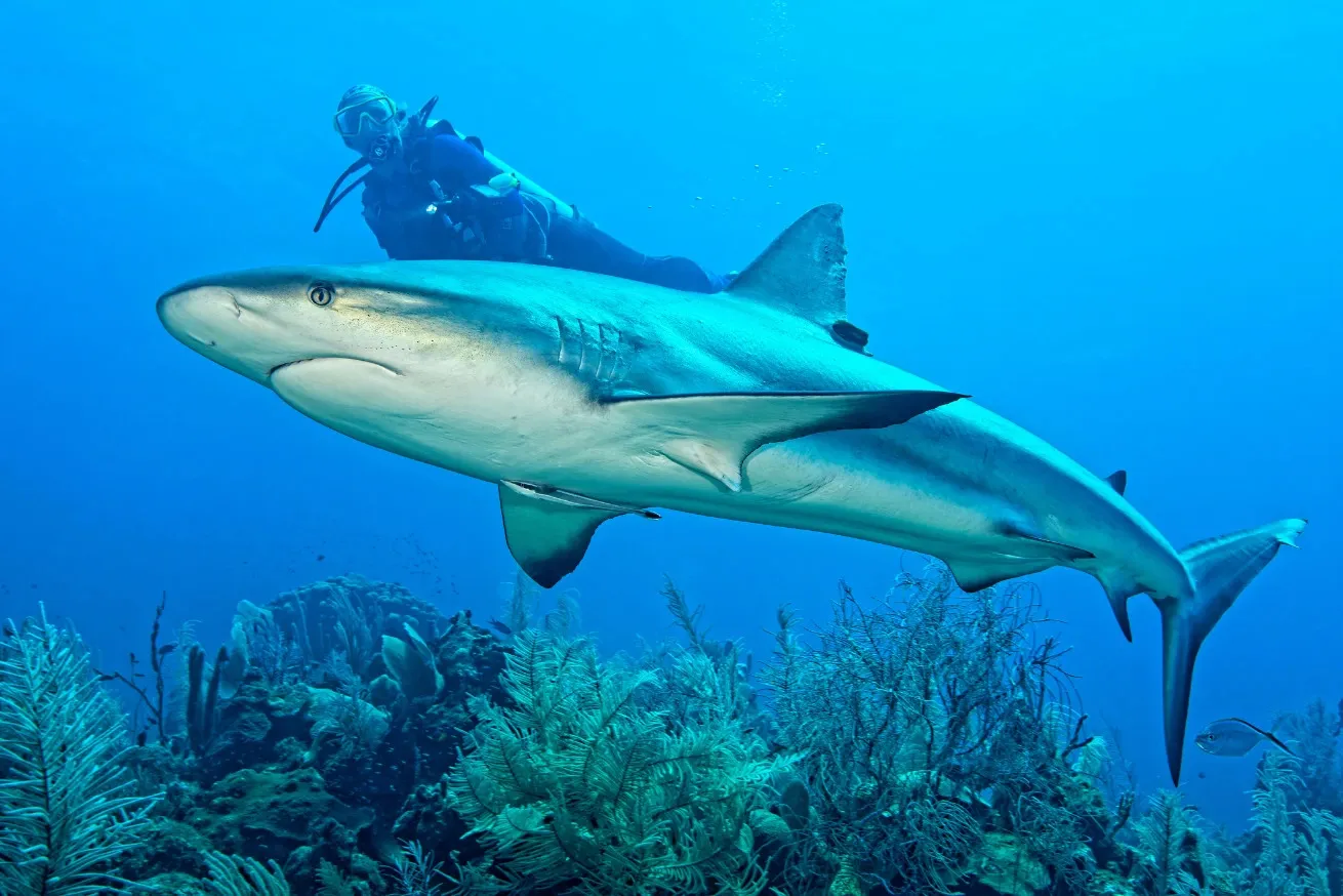 Shark with scuba diver underwater in Belize