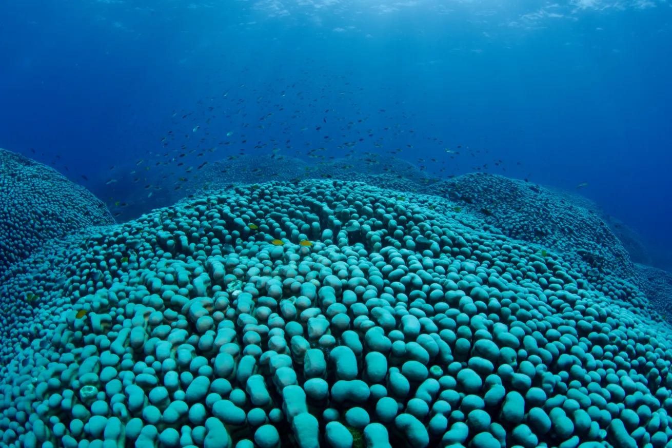 Field of Pavona clavus coral, the largest coral colony on record, in the Great Barrier Reef